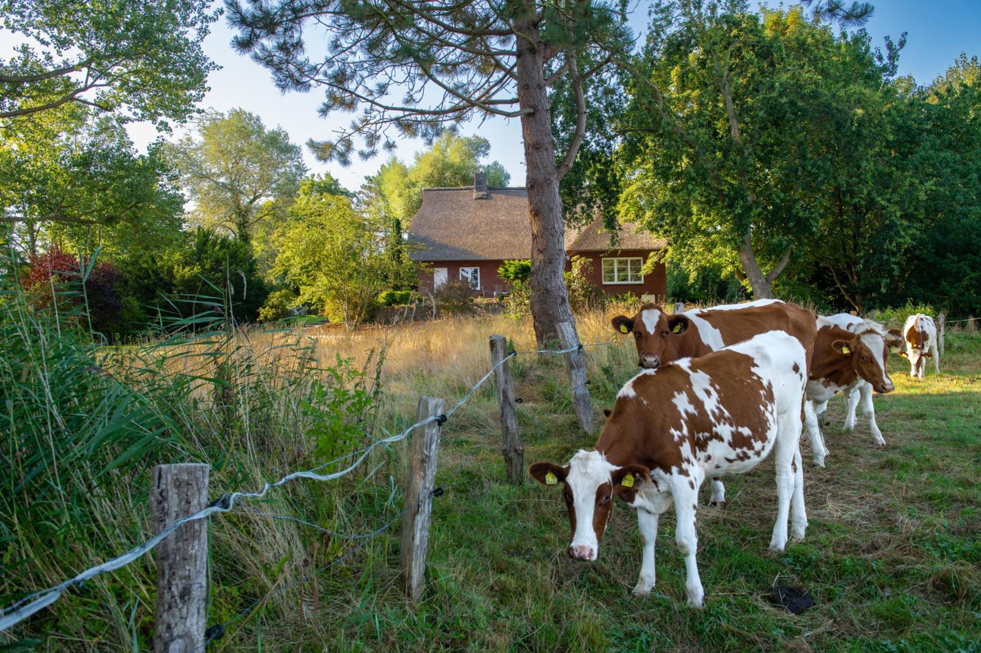 Reetdachhaus Eiderblick Villa Breiholz Eksteriør bilde